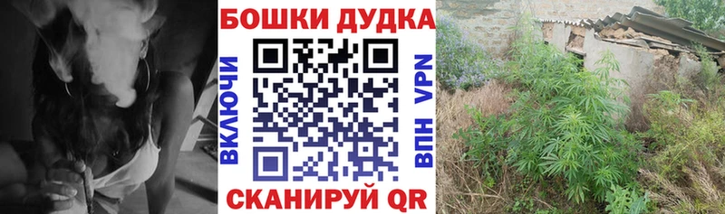 Конопля план  Кирс 